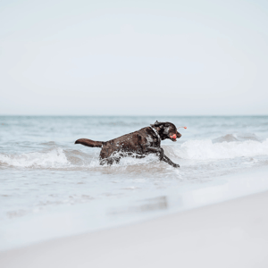 Rogz_Lighthouse_Labrador im Wasser