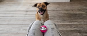 Grinz Fetch Ball_Pink_Lifestyle_4
