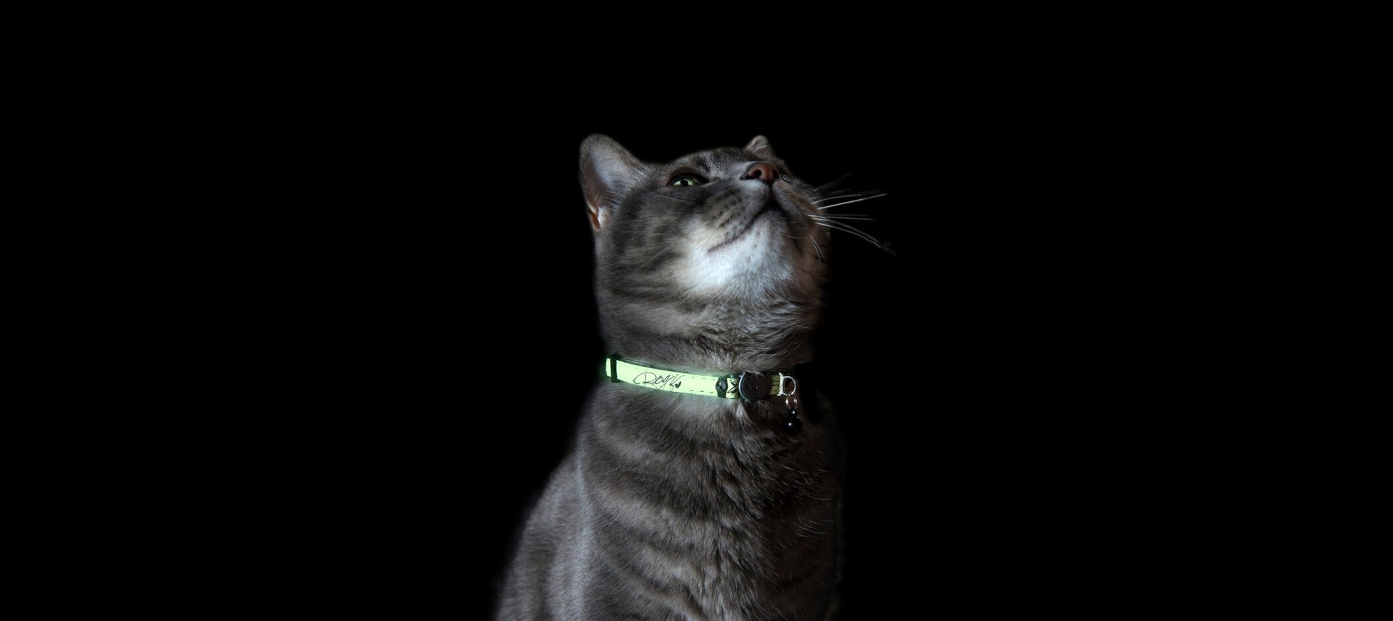 glowcat1