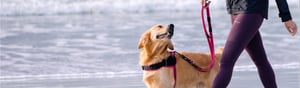 AirTech_Hundegeschirre